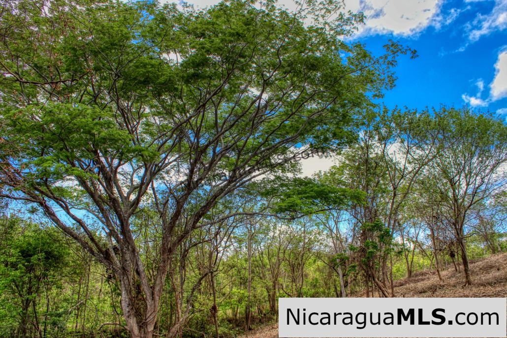 Eco Estate View Property 1.5 Acres Las Fincas de Escamequita