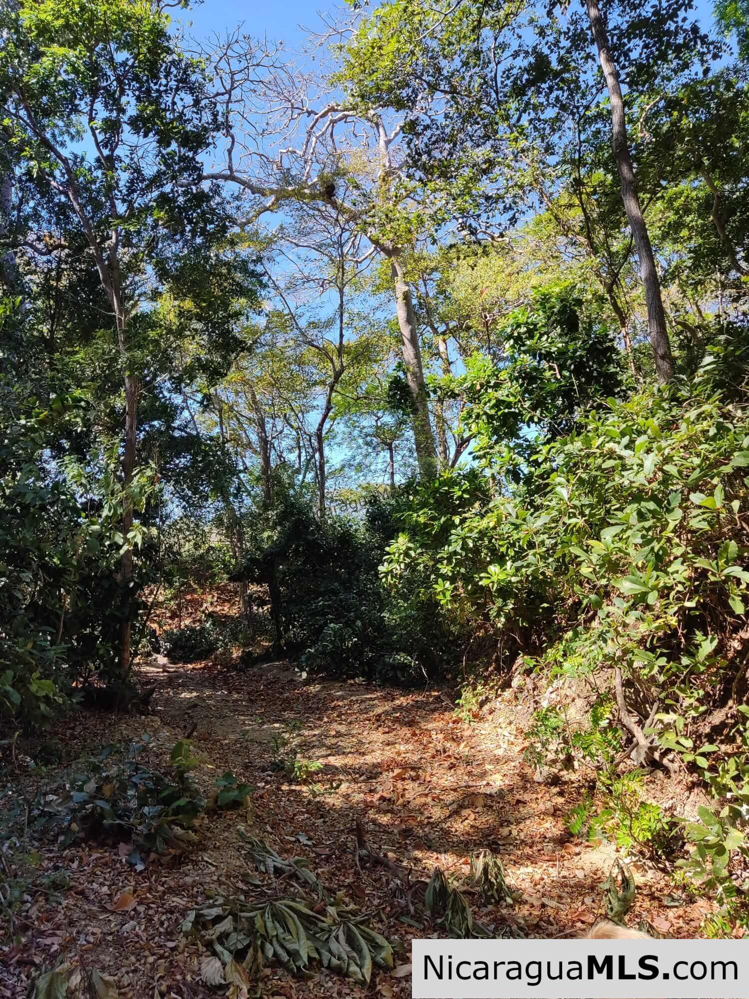 17 Acres Property with Investment Opportunity EL Oro