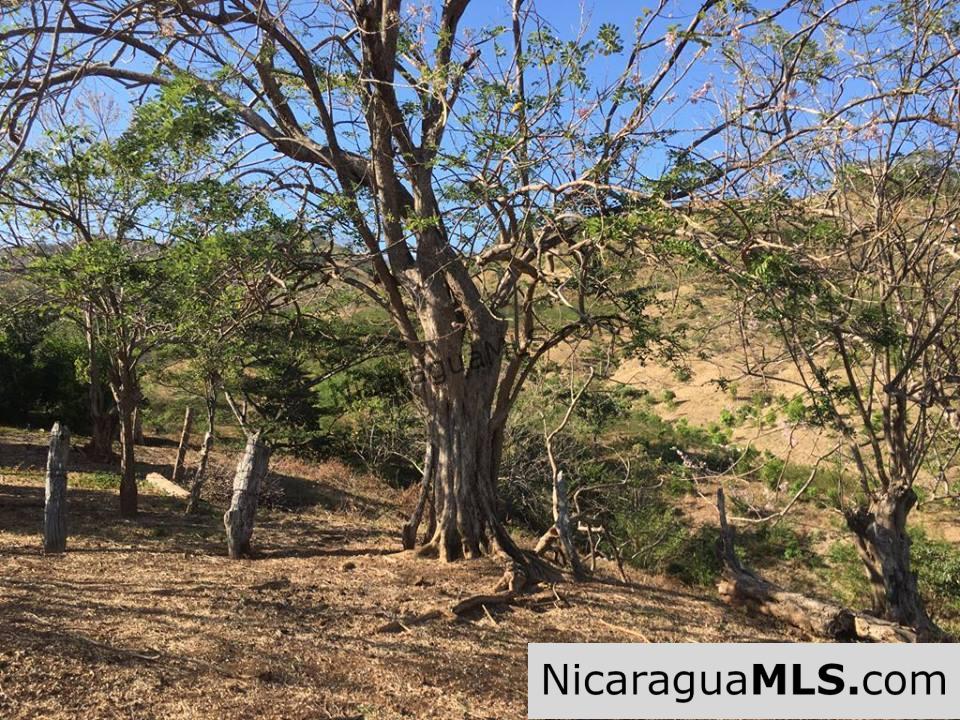 Unspoiled Jungle Property in Miravalle