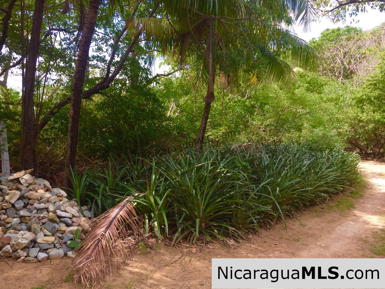 Beachfront lot Playa El Coco