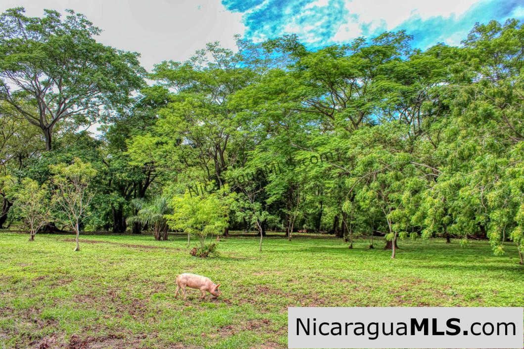 Beautiful Park Setting 4.5 Acres on Road to Maderas