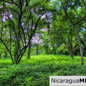 UNDER CONTRACT - Nestled in the trees minutes to beaches Rancho Papayal Lot 79