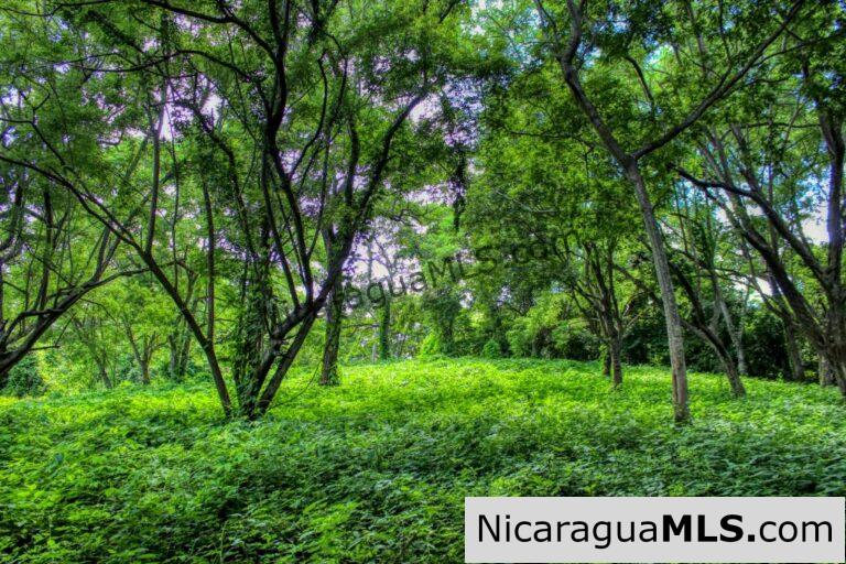 Price Reduced! Secluded Tropical Hideaway Awaits – Lot 79, Rancho Papayal