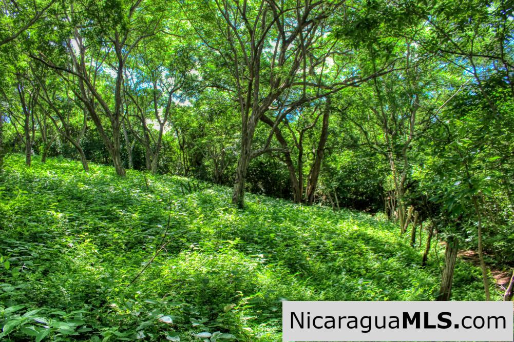 Nestled in the trees minutes to beaches Rancho Papayal Lot 79