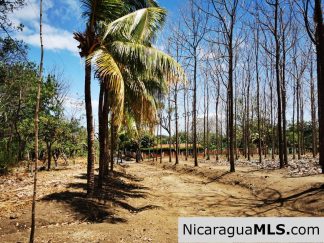 80 Manzanas Tree Farm Five minutes from Rivas