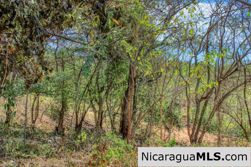 Half Acre Lot Luxury Life Development TreeCasa FIRE SALE
