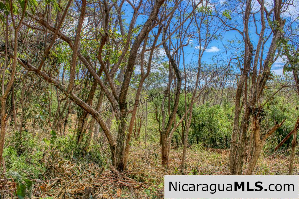 Half Acre Lot Luxury Life Development TreeCasa FIRE SALE