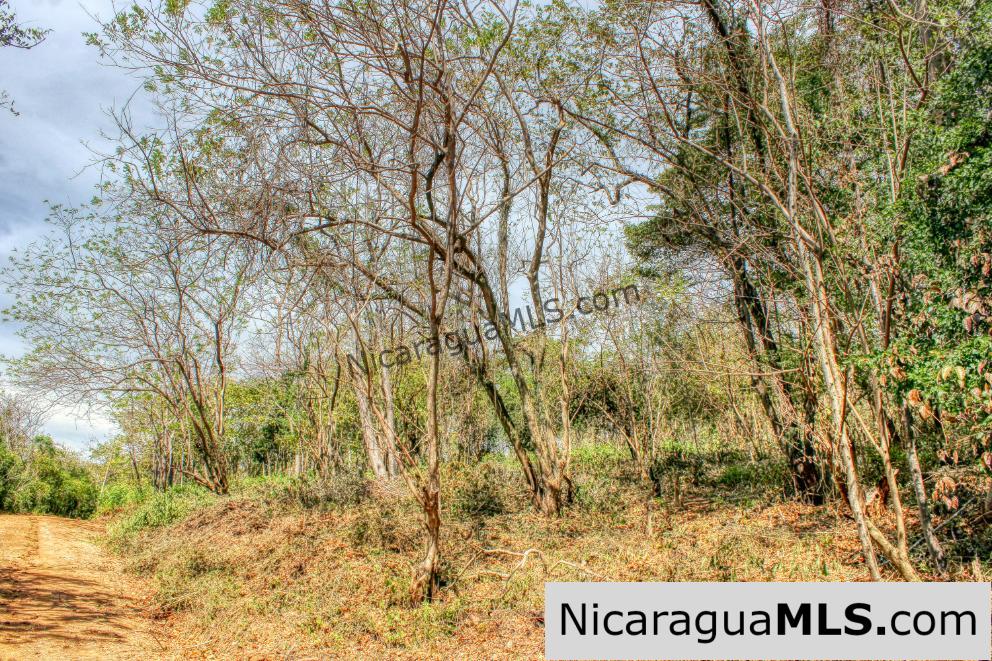 Half Acre Lot Luxury Life Development TreeCasa FIRE SALE