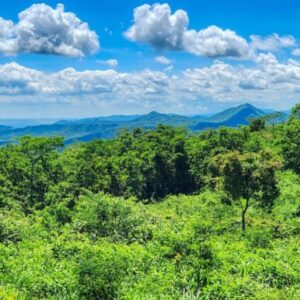 SOLD - 12 Acres Ocean View, Peaceful Hills!