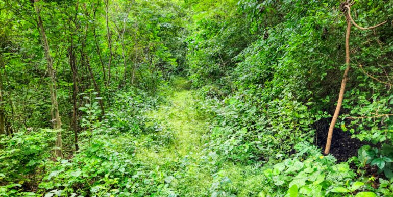 16+ Acres of Lush Hilltop Forest, San Juan del Sur - Image 3