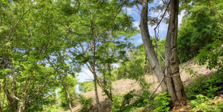 Dream ocean view lot, BARGAIN in Paradise Bay! - Image 4