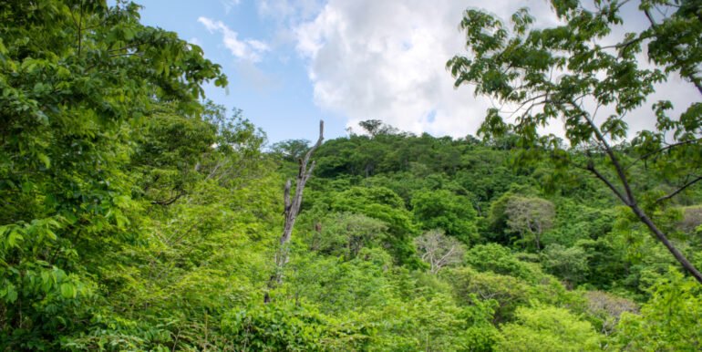 Dream ocean view lot, BARGAIN in Paradise Bay! - Image 6