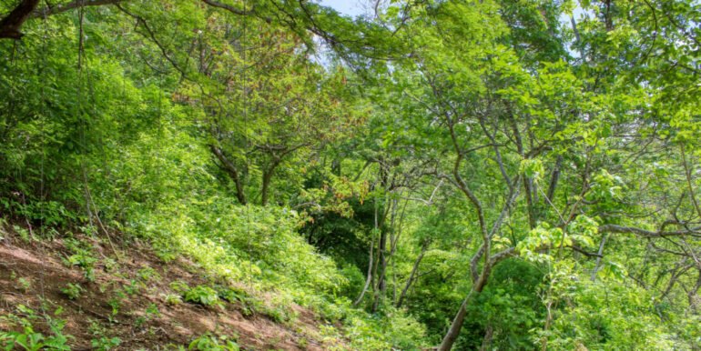 Dream ocean view lot, BARGAIN in Paradise Bay! - Image 7