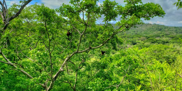 16+ Acres of Lush Hilltop Forest, San Juan del Sur - Image 9
