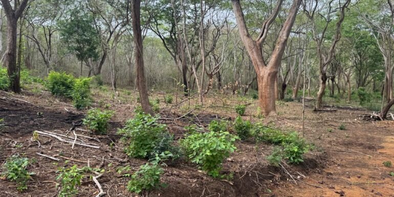 3 Acres located beside the Las Escadas Pickleball Courts - Image 12