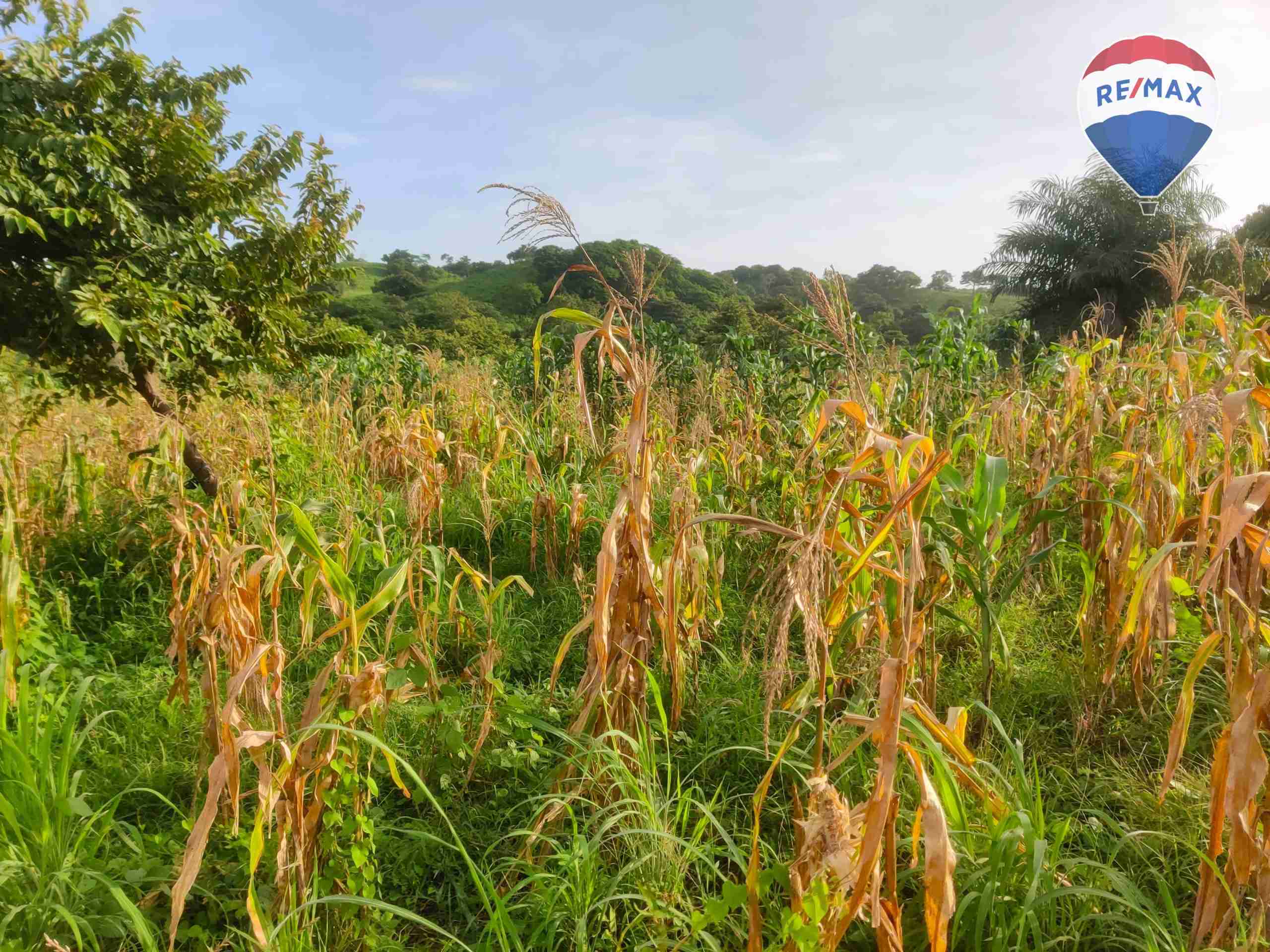 33 Acres of Prime Farmland - Image 11