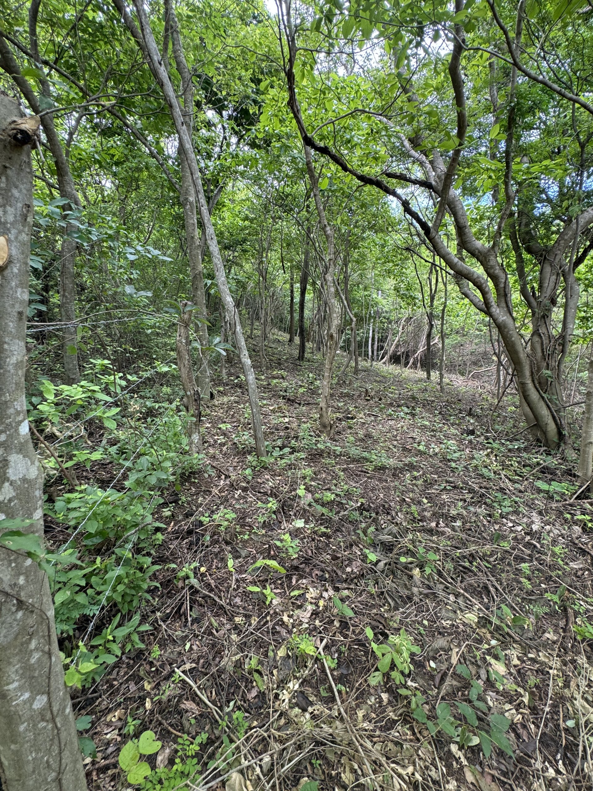 Walk to the Beach Lot ready for a Home to be built - Image 3