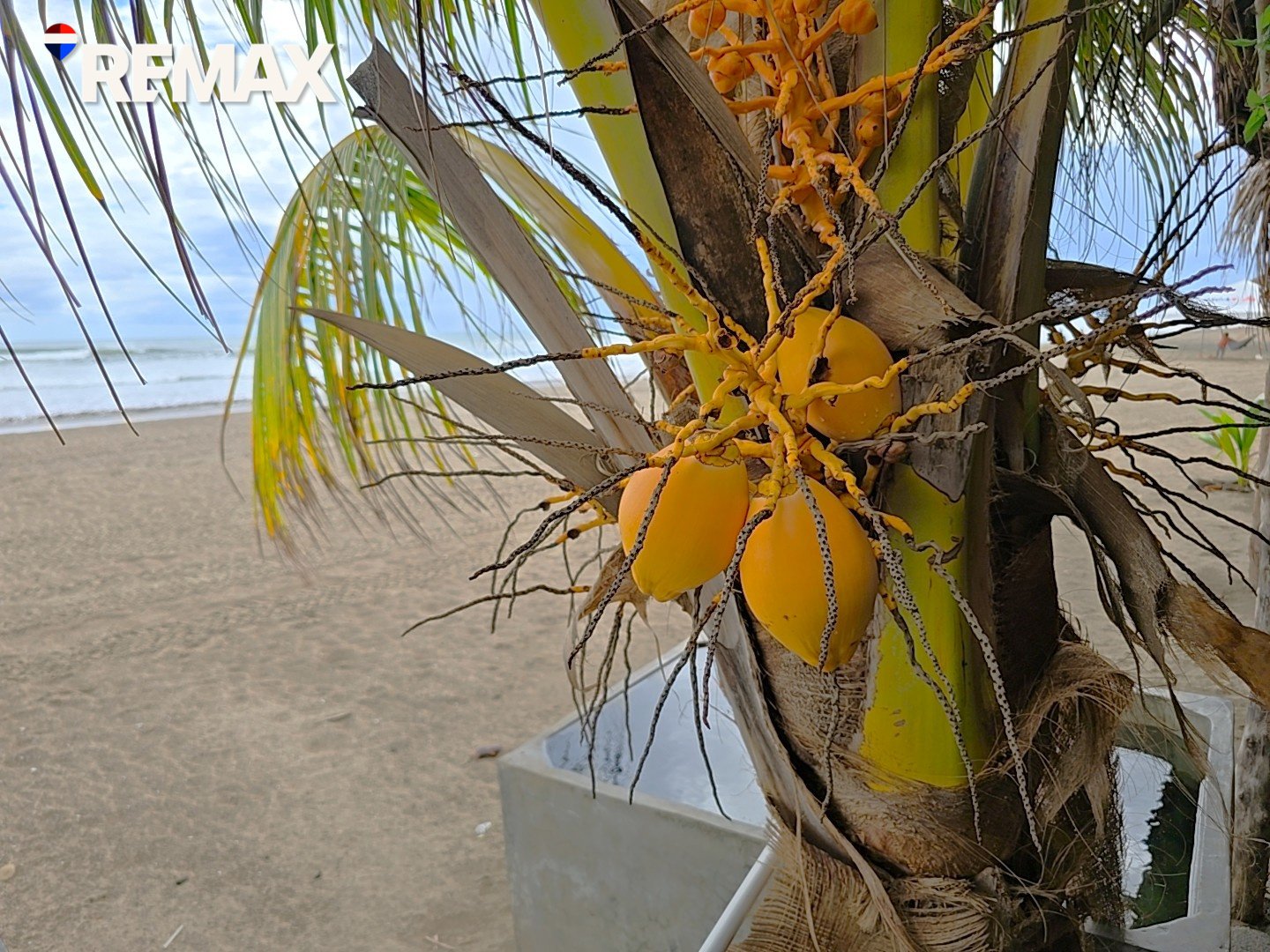 🌴Beachfront Bar & Restaurant + Titled Lot🌴 - Image 19